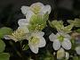 Helleborus niger